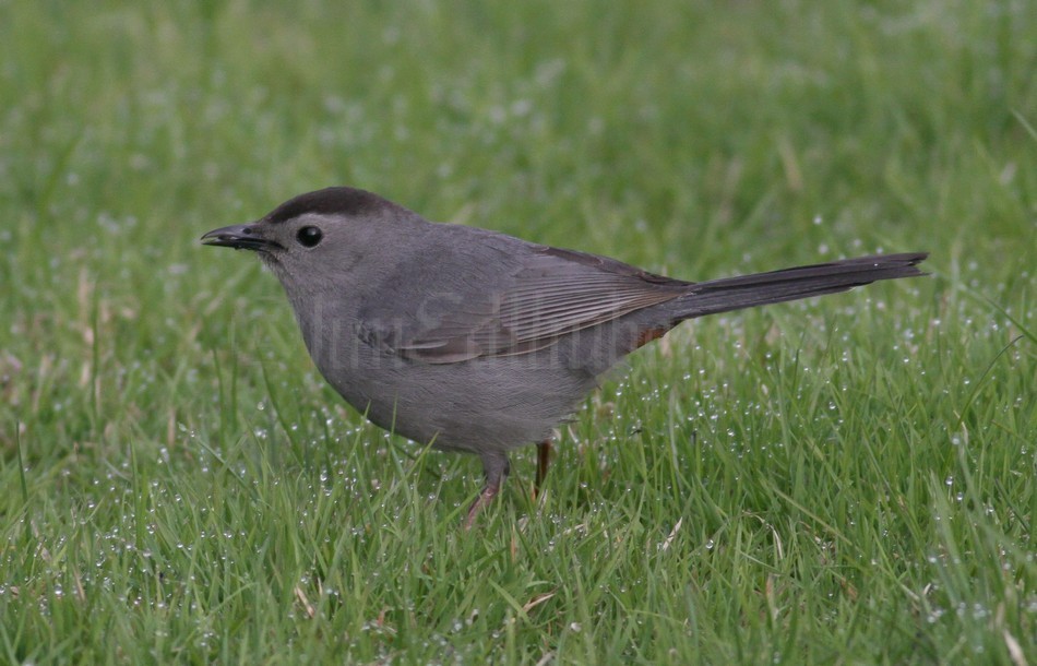 Gray Catbird with insect.