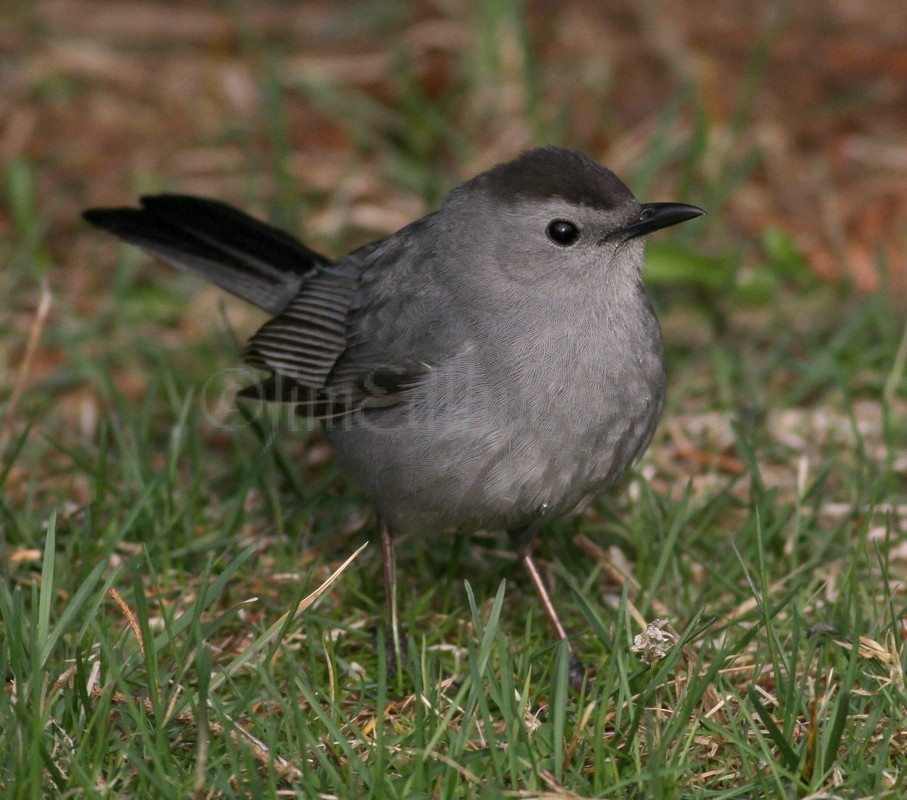 Gray Catbird 