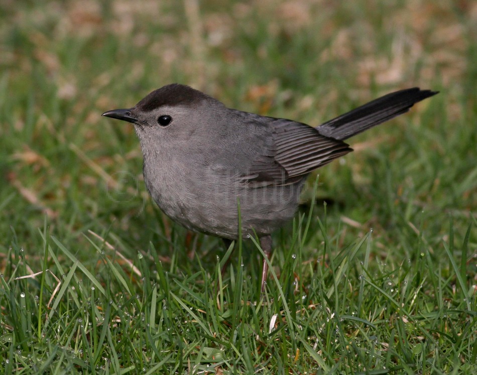 Gray Catbird