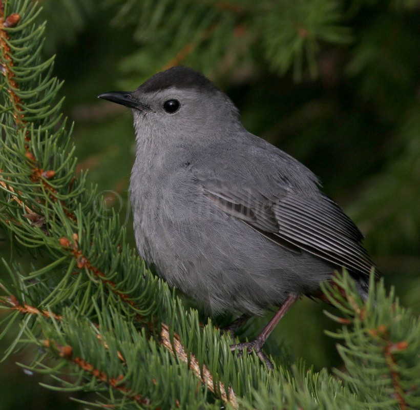 Gray Catbird