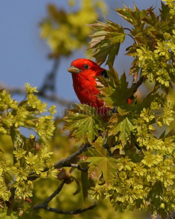 Scarlet Tanager - Male Lake Park MKE May 10, 2013 