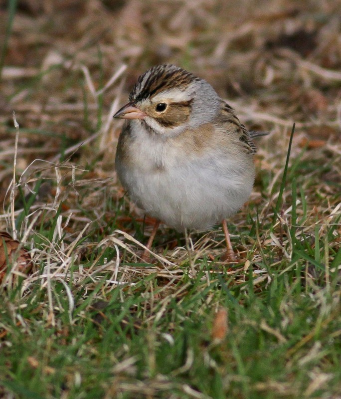 Clay-colored Sparrow