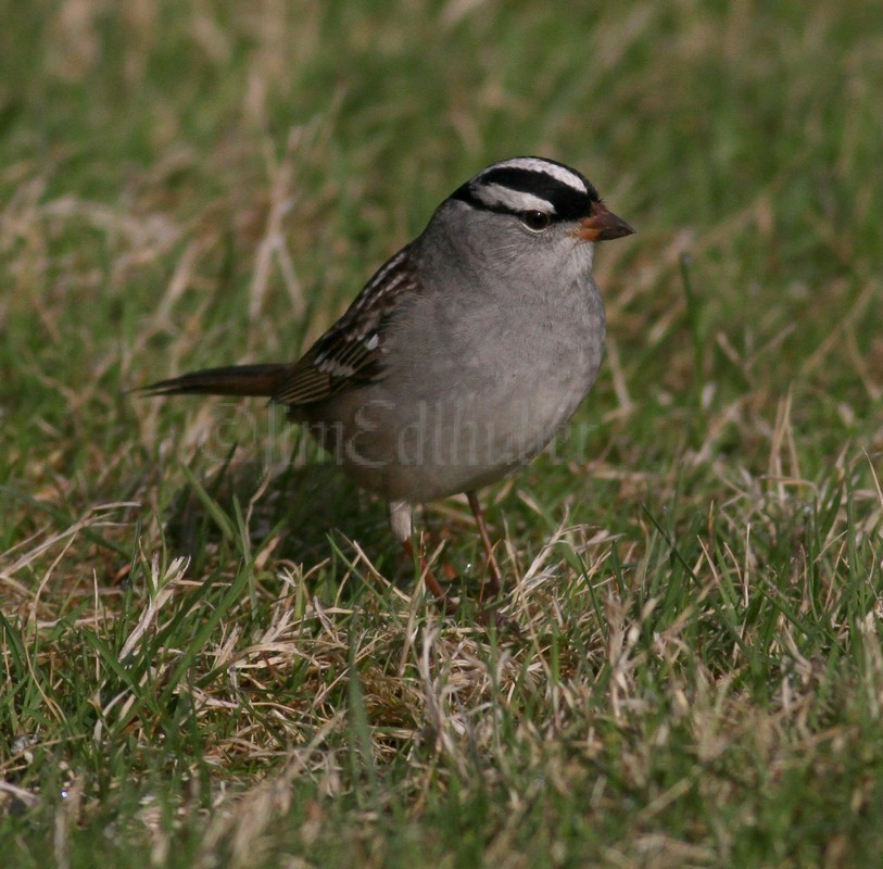 White-crowned Sparrow