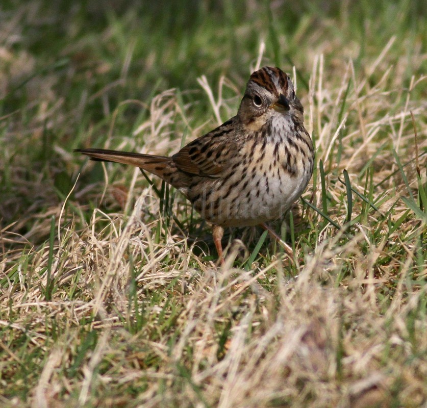 Lincoln's Sparrow