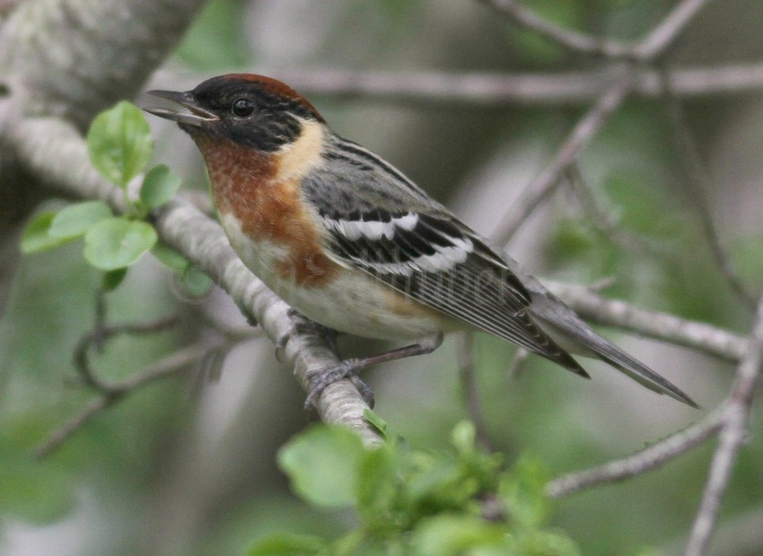Bay-breasted Warbler - Male