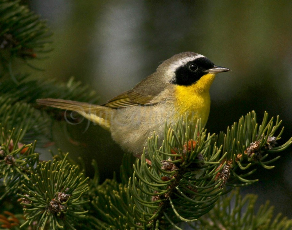 Common Yellowthroat