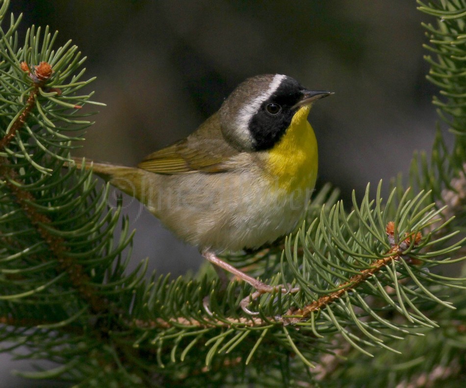 Common Yellowthroat