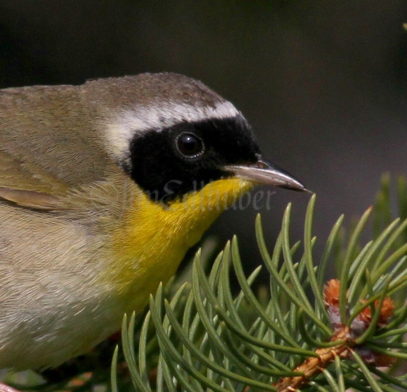 Common Yellowthroat