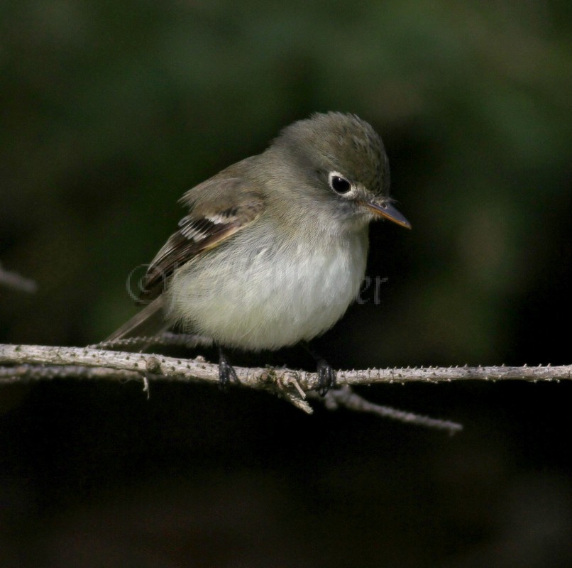 Least Flycatcher looking for the next snack!