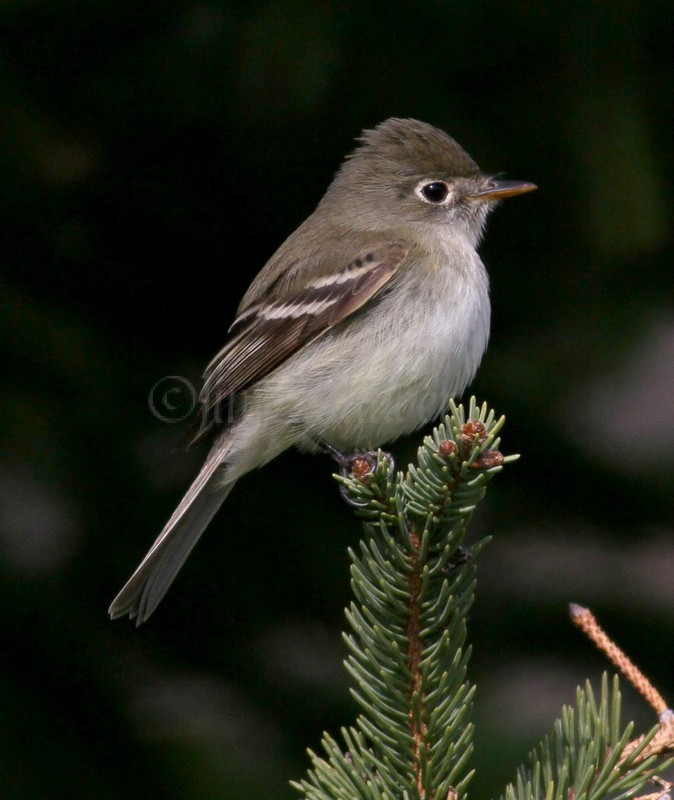 Least Flycatcher