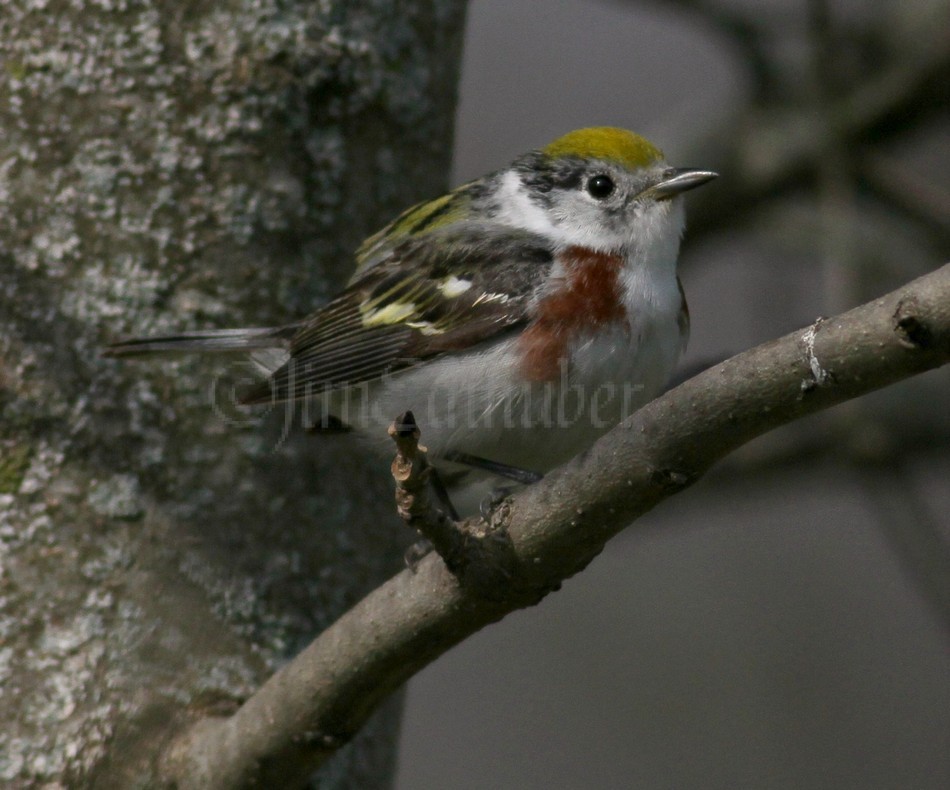 Chestnut-sided