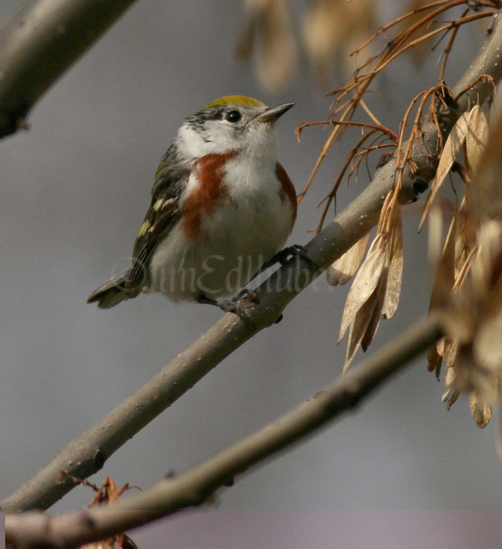 Chestnut-sided