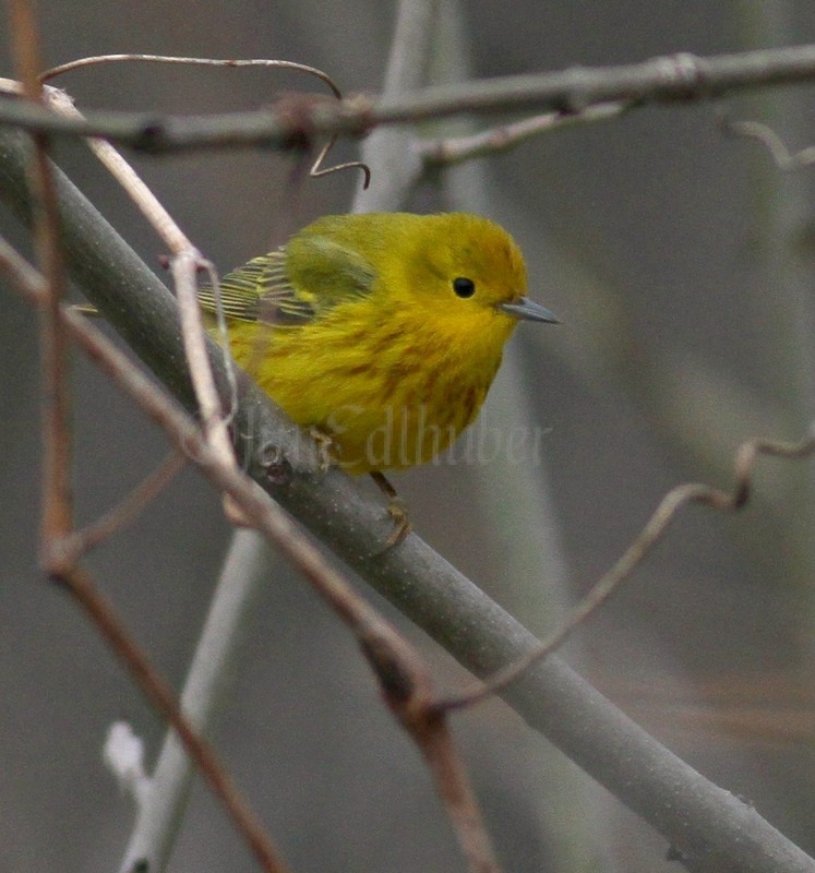 Yellow Warbler