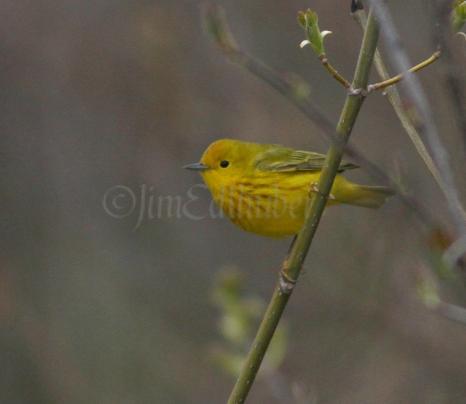 Yellow Warbler