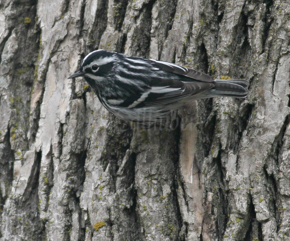 Black-and-white Warbler