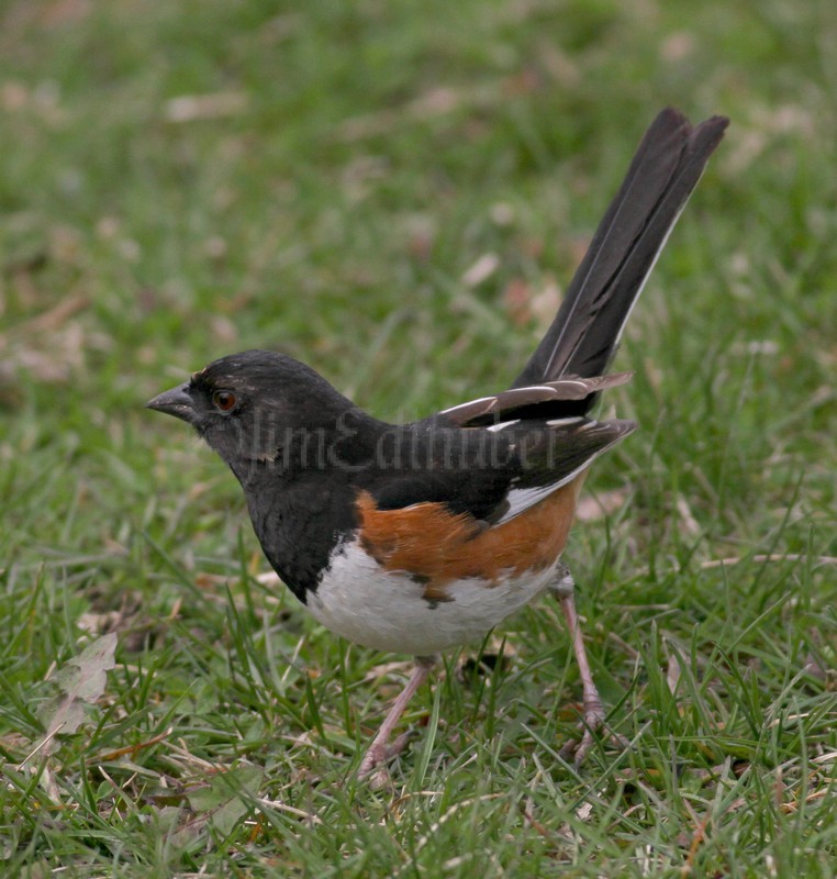 Eastern Towhee - Male