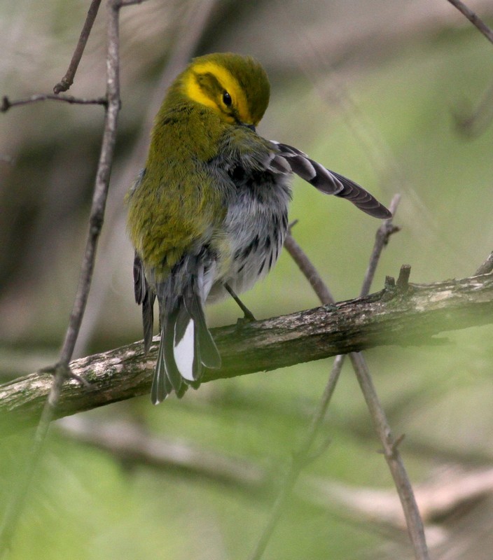 Black-throated Green Warbler - Male Preening