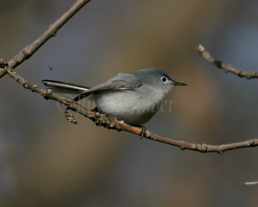 Blue-gray Gnatcatcher