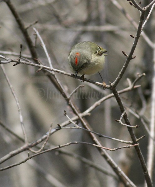 Image taken on April 16, 2014 at the Fox River Sanctuary - male