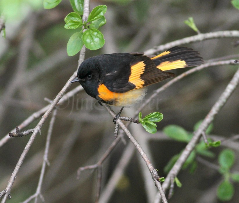 American Redstart - Male