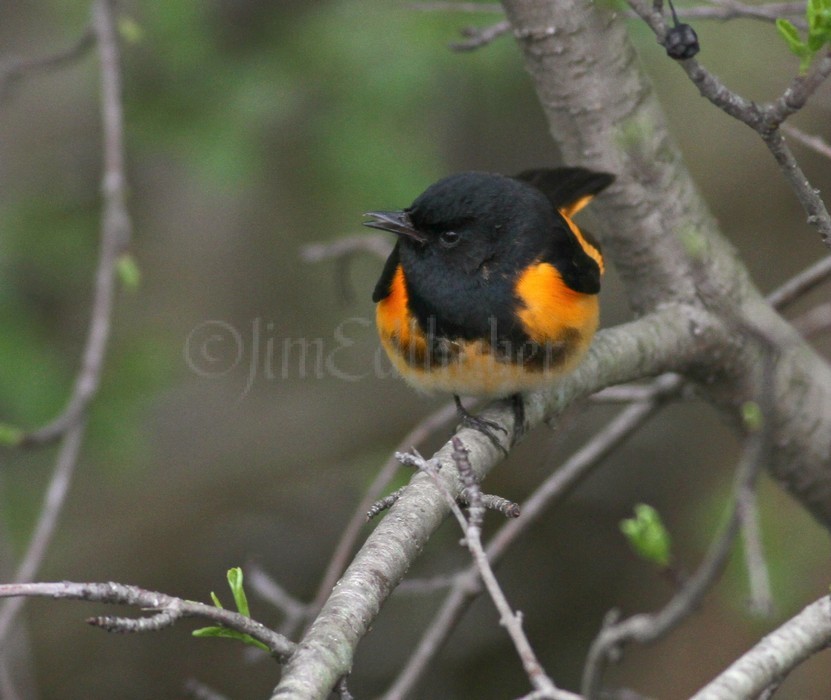 American Redstart - Male