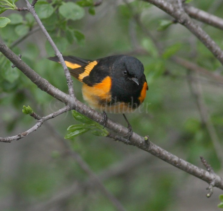 American Redstart - Male