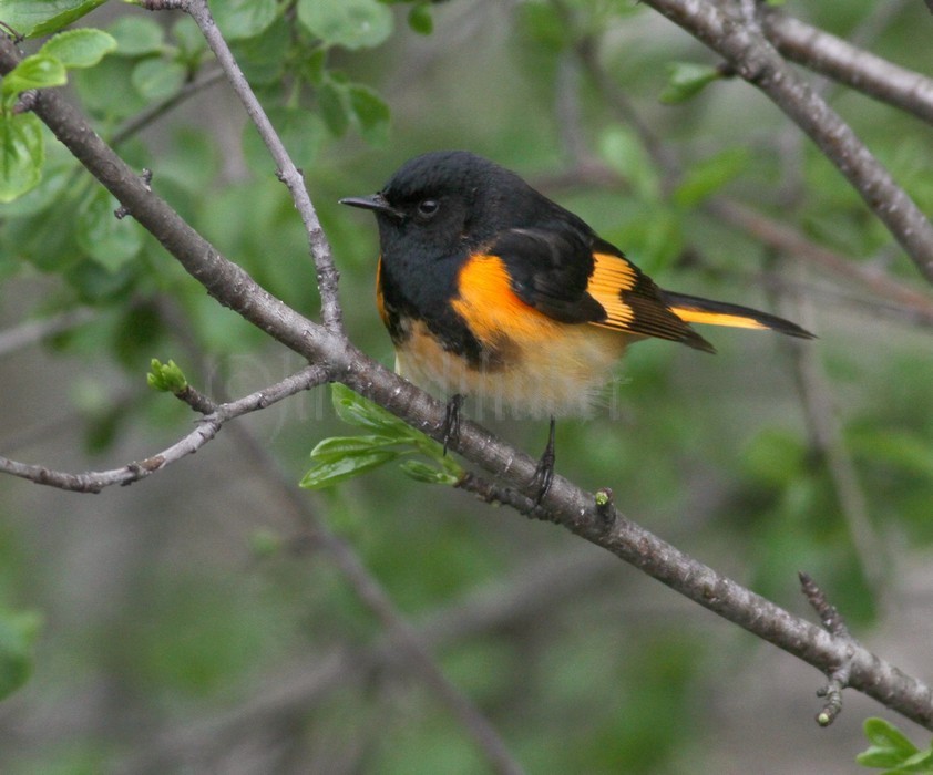 American Redstart - Male