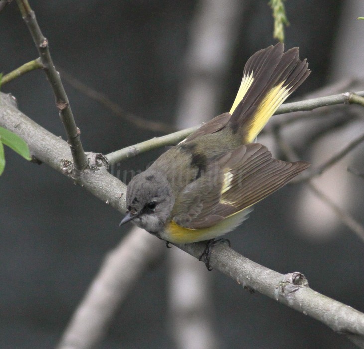 American Redstart - Female