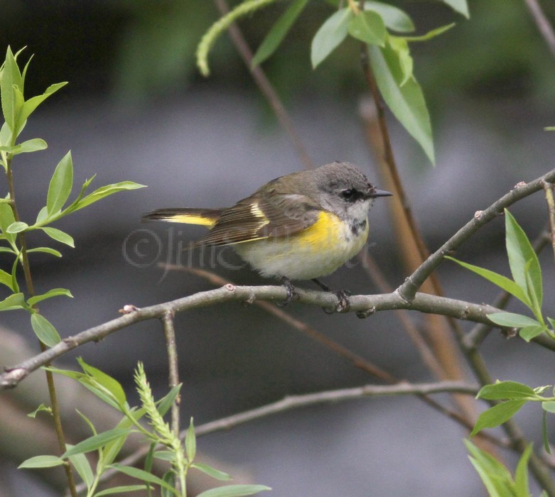 American Redstart - Female