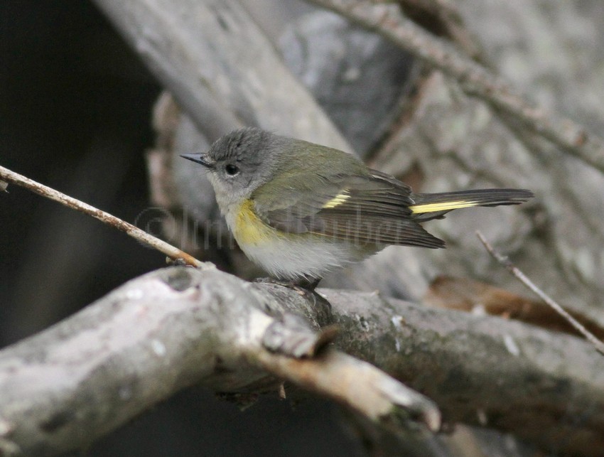 American Redstart - Female