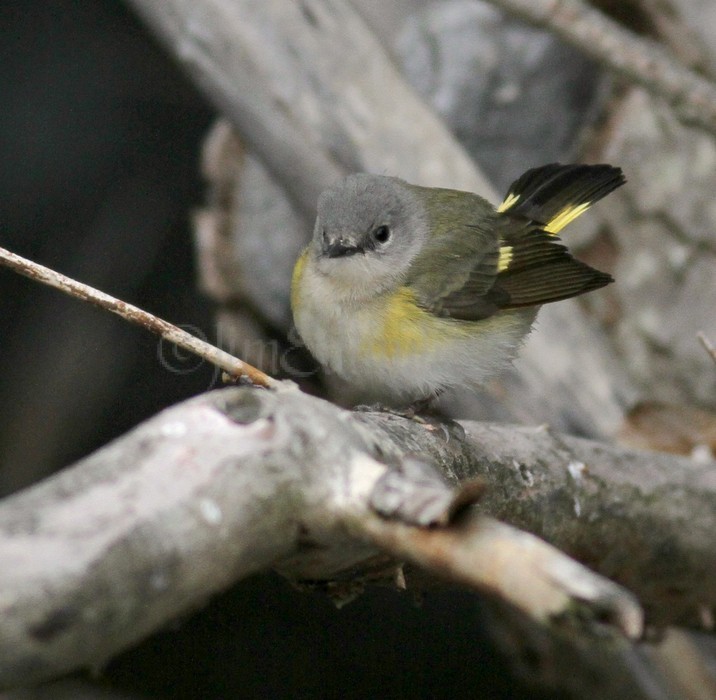 American Redstart - Female