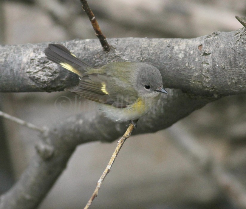 American Redstart - Female