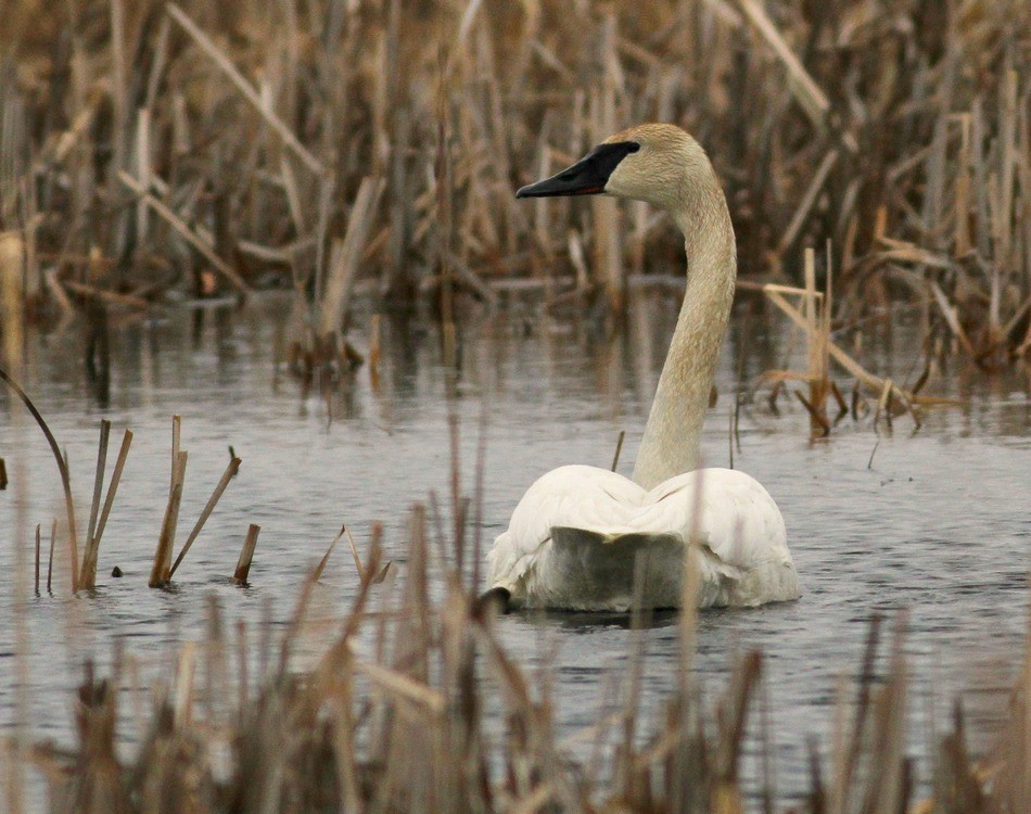 Trumpeter Swan Crex Meadows