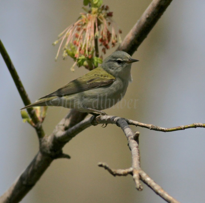 Orange-crowned Warbler ??