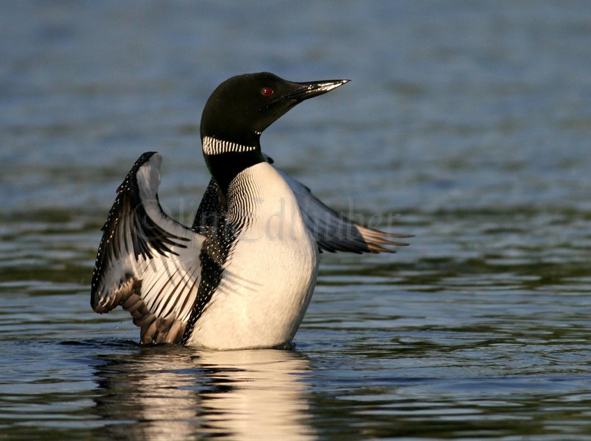 Common Loon stretching