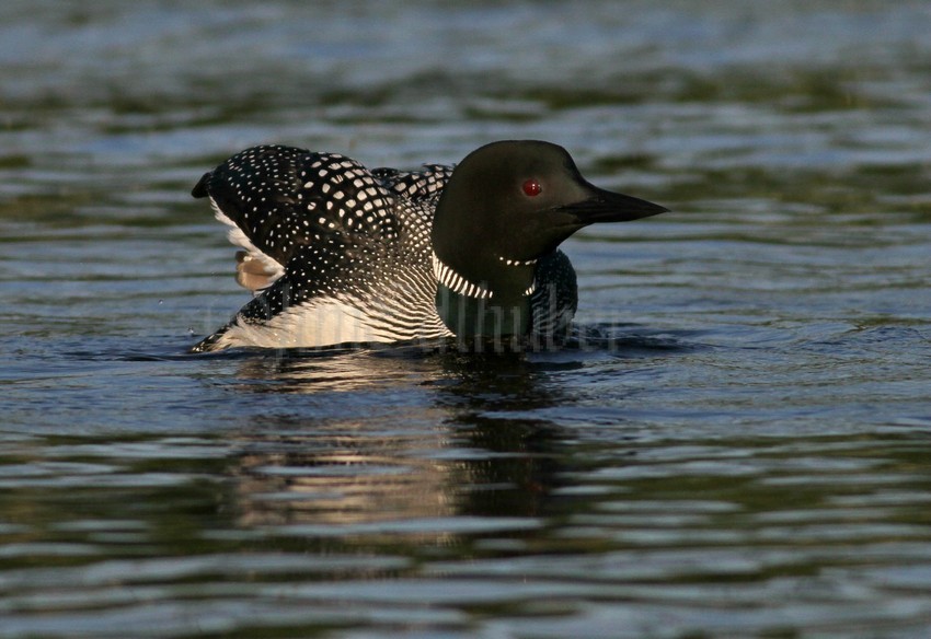 Common Loon stretching.