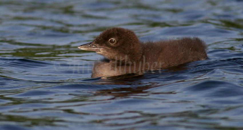 Common Loon chick.