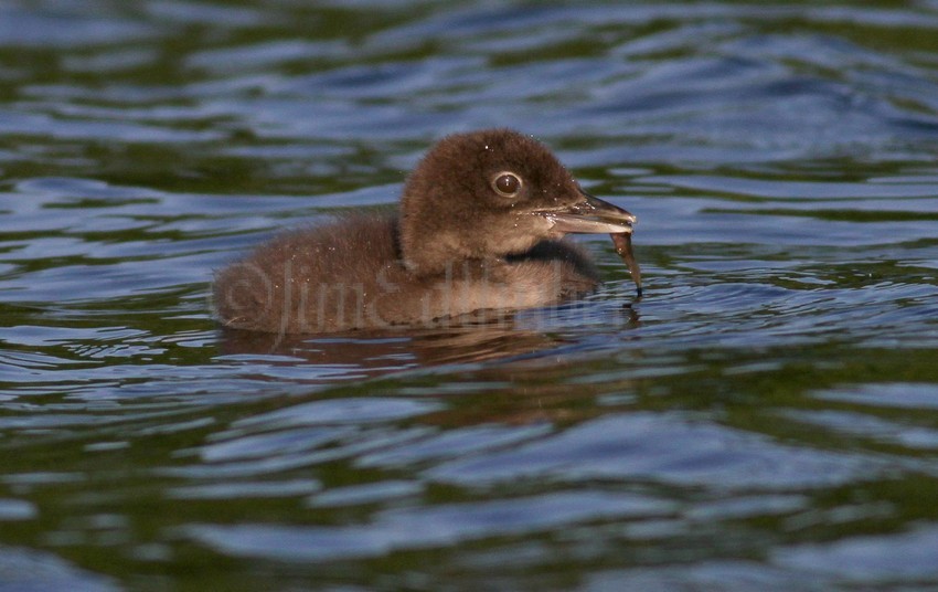 Common Loon chick.