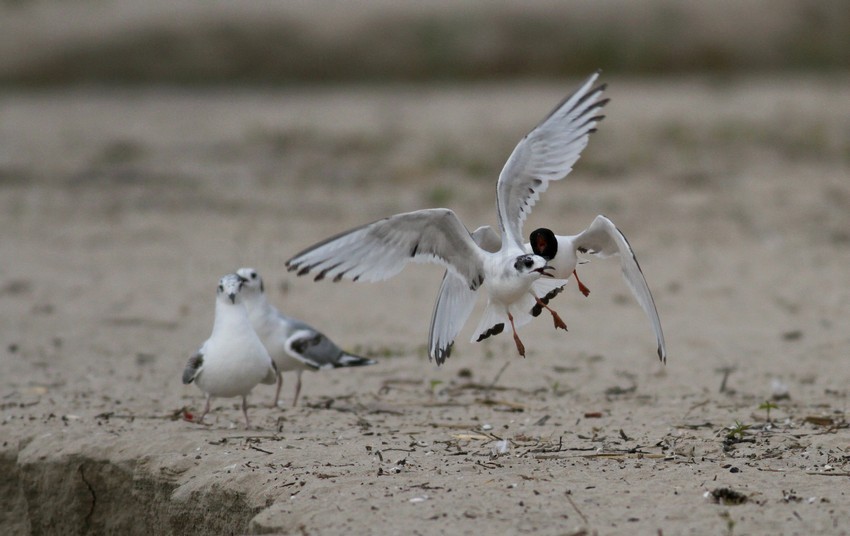 2 Little Gulls in confrontation.