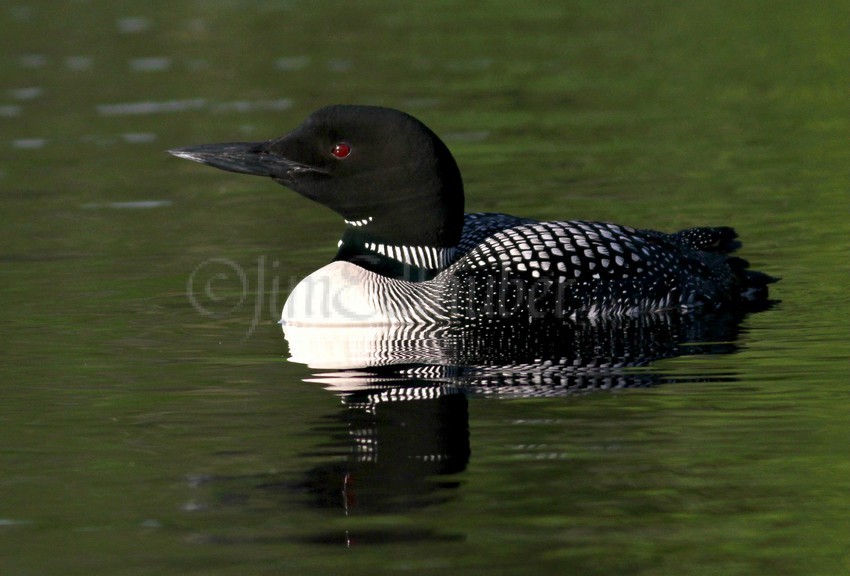 Common Loon