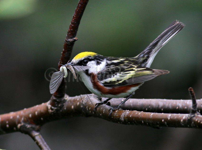 A Chestnut-sided Warbler bringing a variety of food items to a nest for the chicks.