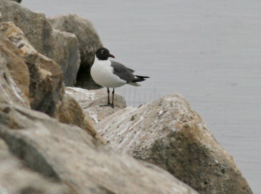 Laughing Gull - adult