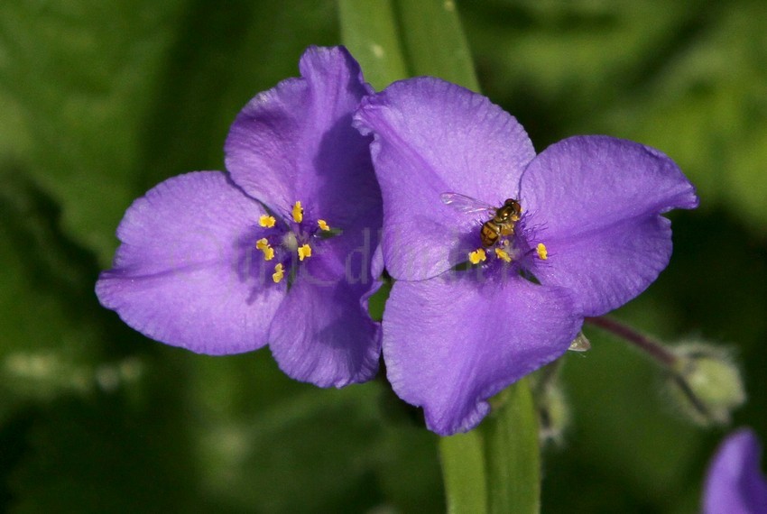 Prairie Spiderwort, Tradescantia bracteata