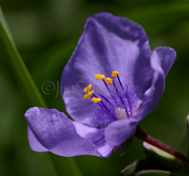 Ohio Spiderwort, Tradescantia ohiensis