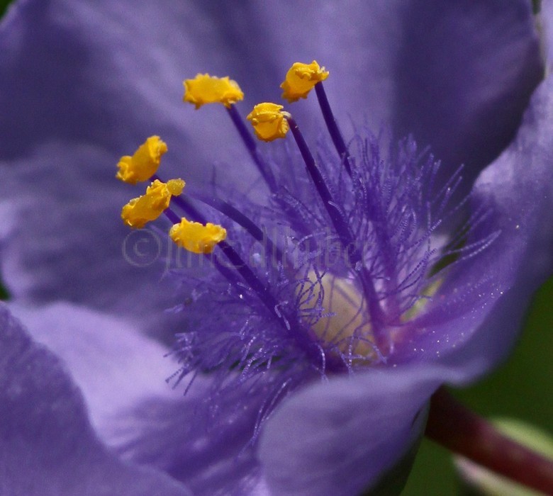 Ohio Spiderwort, Tradescantia ohiensis