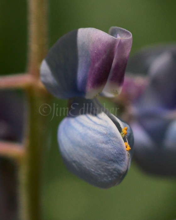 Wild Lupine, Lupinus perennis