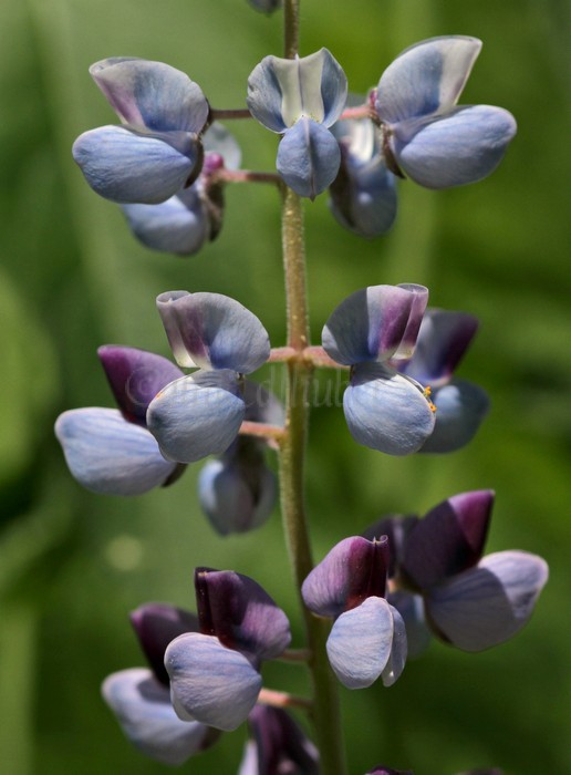 Wild Lupine, Lupinus perennis