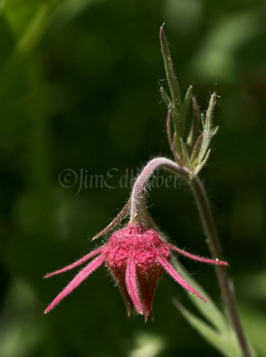 Prairie Smoke, Geum triforum