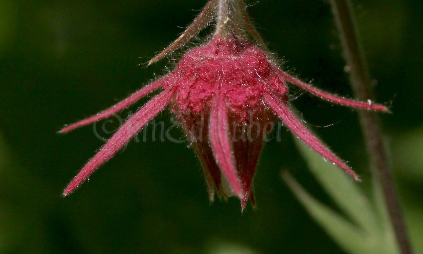 Prairie Smoke, Geum triforum