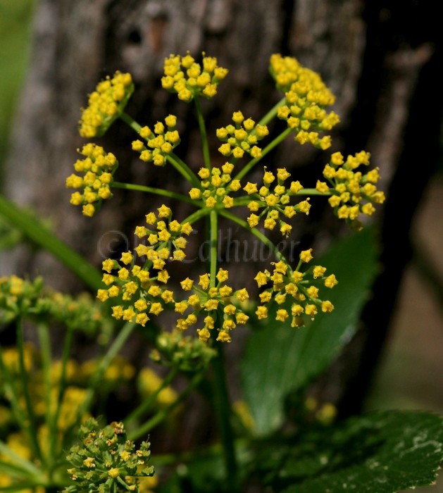 Heart-leaf Golden Alexanders, Zizia aptera